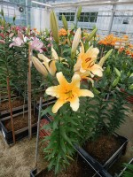 [4166 Valverde Mak No01.JPG]